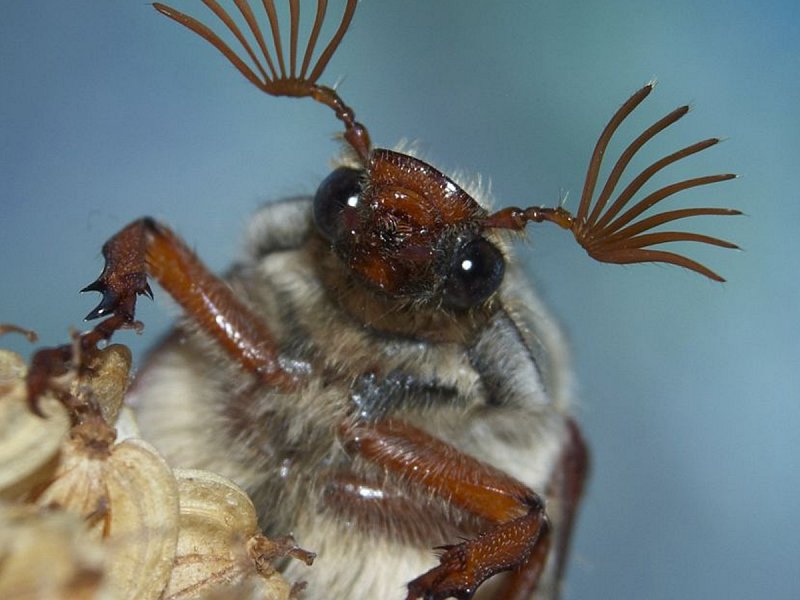 Cockchafer